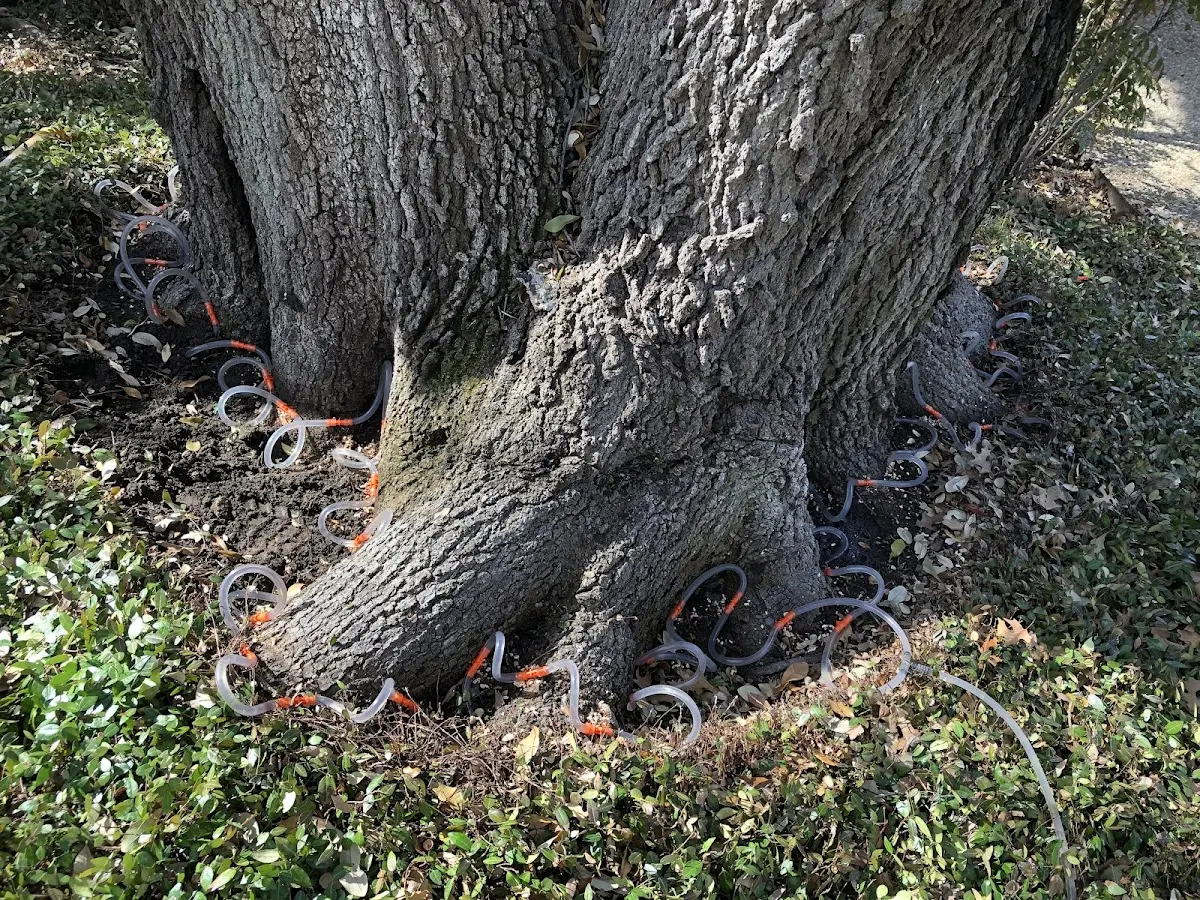 Detailed Tree Cabling and Bracing job site in Eltopia