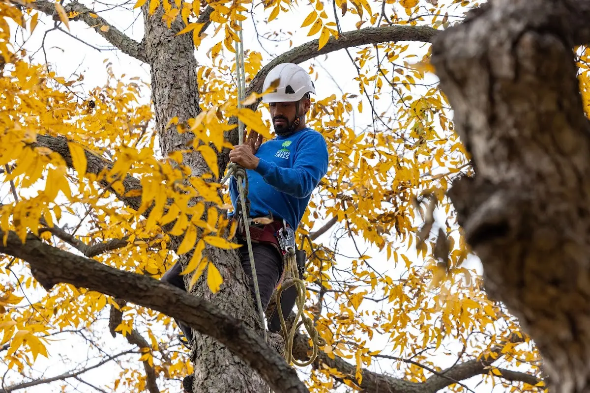 Skilled Tree Pruning crew working in Eltopia